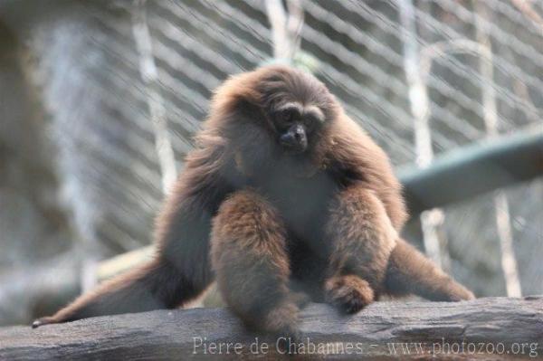 Bornean white-bearded gibbon