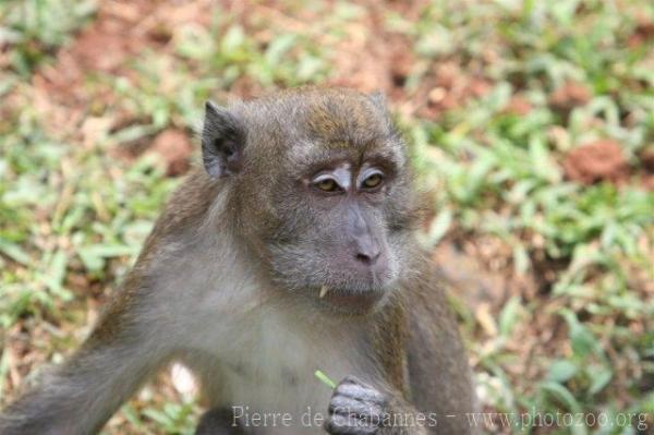 Crab-eating macaque