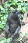 Heck's macaque