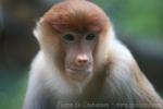 Proboscis monkey