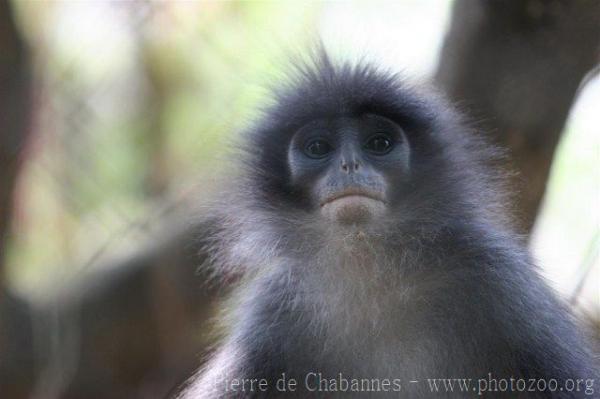 Grizzled leaf-monkey