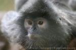 Silvery langur