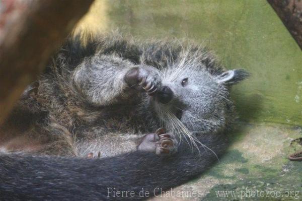 Javan binturong