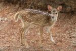 Chital