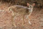 Chital