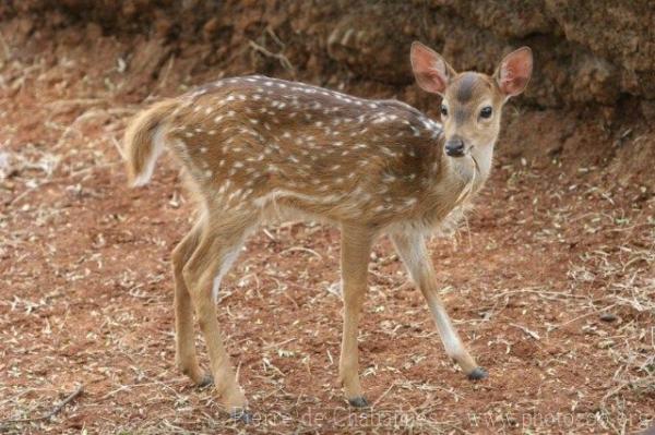 Chital