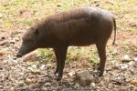 Sulawesi babirusa