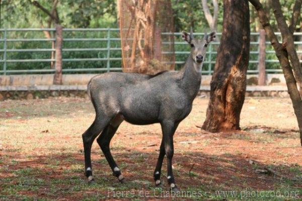 Nilgai