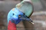 Northern cassowary