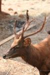 Malayan sambar deer