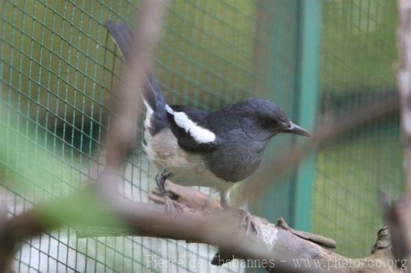 Oriental magpie-robin