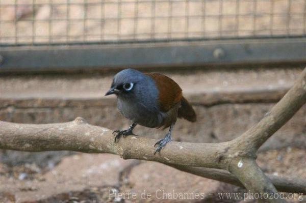 Sunda laughing-thrush *