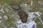 Pygmy hippopotamus