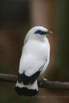 Bali myna