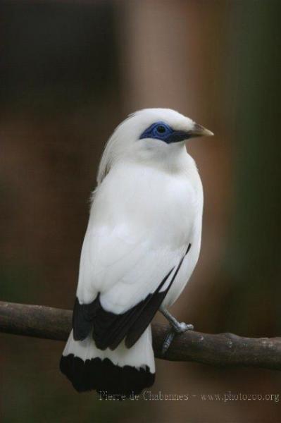 Bali myna