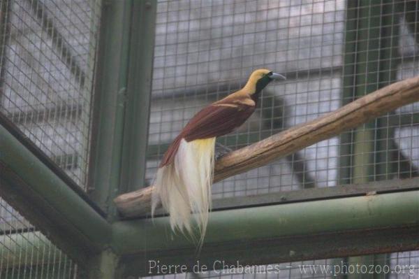 Lesser bird-of-paradise