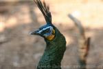 Javan green peafowl