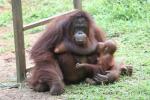 Bornean orang-utan