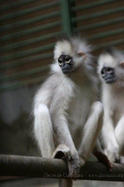 Mitred leaf-monkey