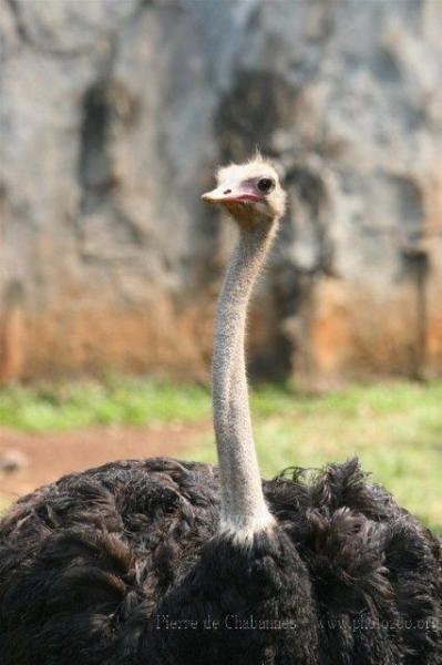 South-African ostrich