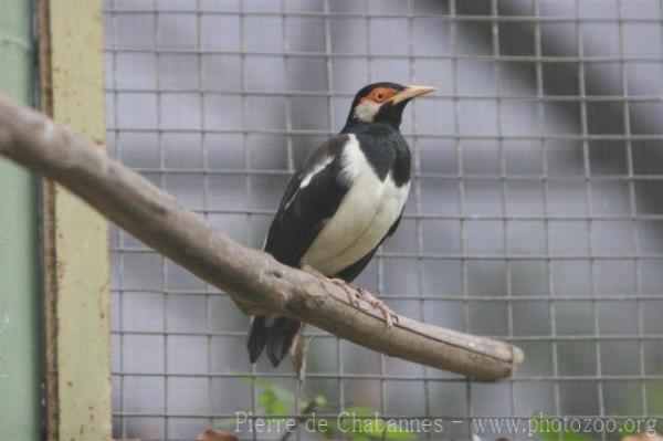 Javan pied starling