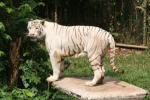 Mainland (White) tiger