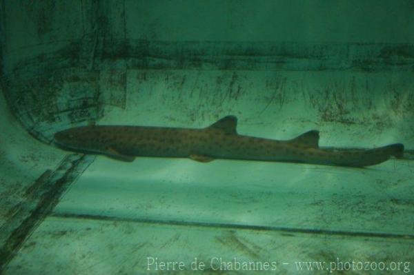 Marbled catshark *