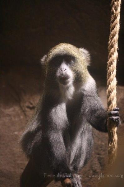 Sykes's monkey *