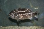 Goldenstriped soapfish *