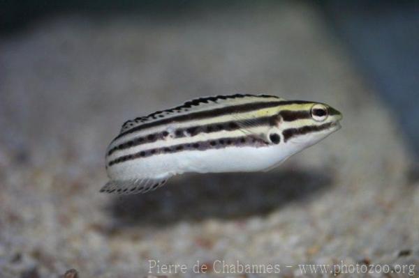 Striped poison-fang blenny *