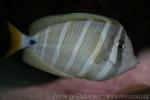 Sailfin tang *