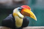 Wrinkled hornbill