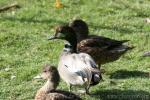 Falcated duck