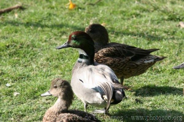 Falcated duck