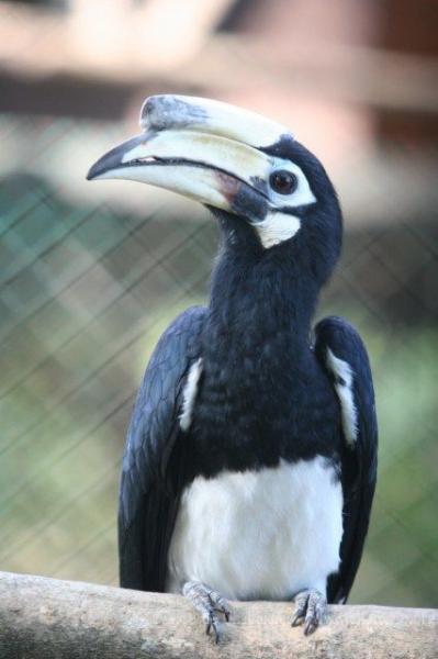 Oriental pied hornbill