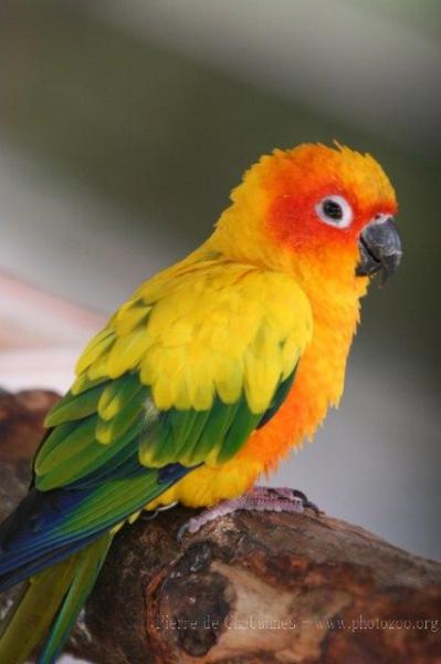 Sun parakeet