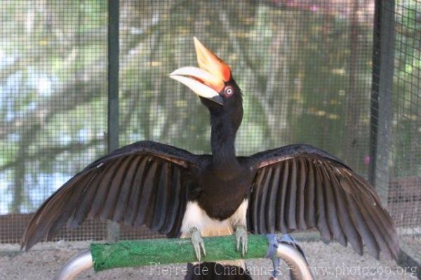 Sumatran rhinoceros hornbill
