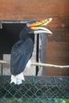 Javan rhinoceros hornbill