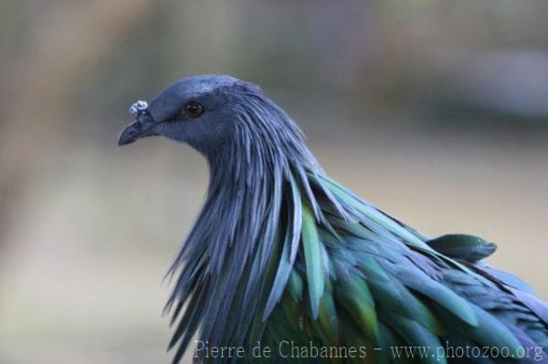 Nicobar pigeon