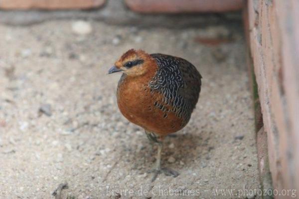 Ferrugineous partridge