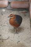 Ferrugineous partridge