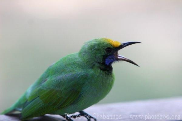 Golden-fronted leafbird