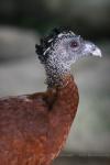 Great curassow