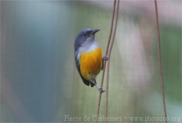 Orange-bellied flowerpecker