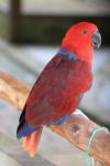 Eclectus parrot