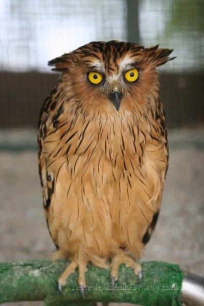 Buffy fish-owl