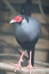 Siamese fireback pheasant