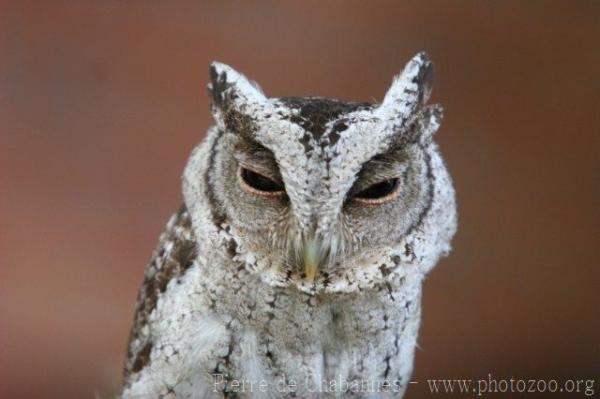 Sunda scops-owl