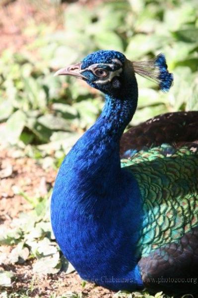 Indian peafowl