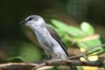 Ashy minivet